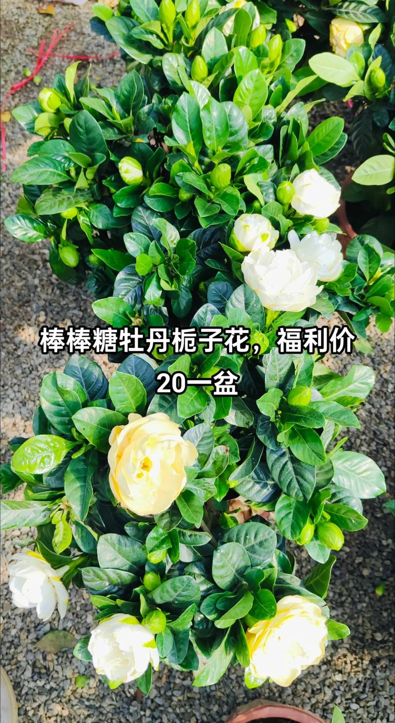 牡丹桅子的养殖方法