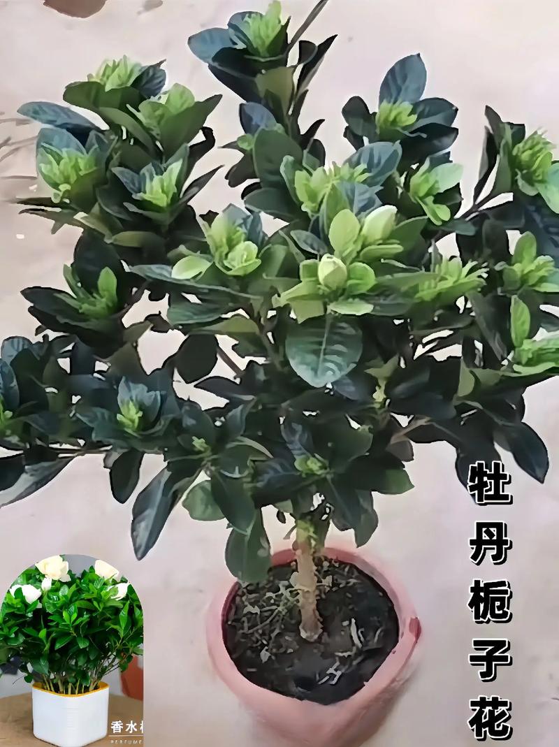 栀子牡丹花怎么养