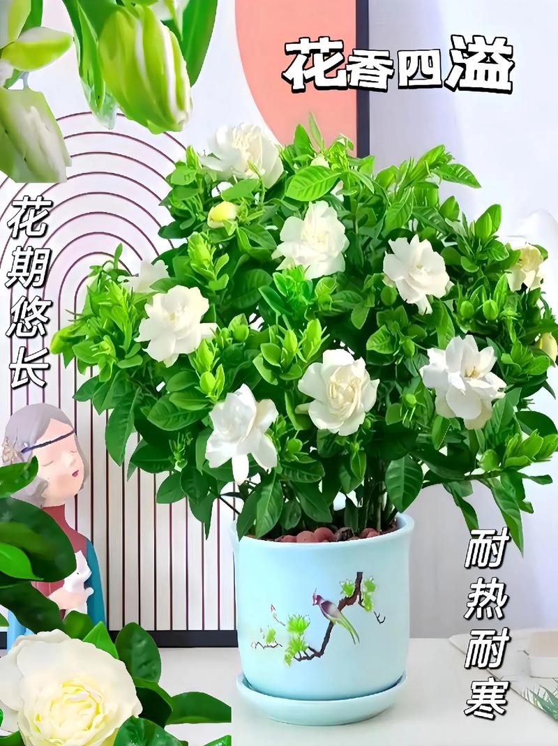 牡丹栀子的养殖方法