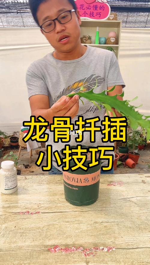 龙骨花如何栽培繁殖