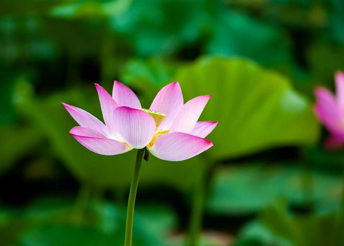 荷花有什么特点?