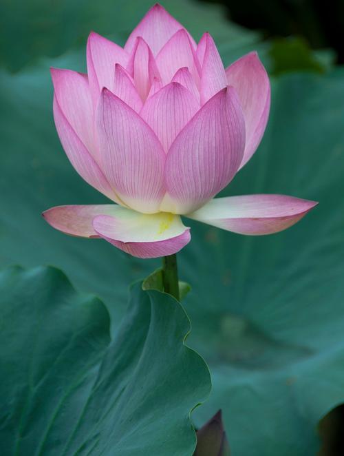 荷花的样子颜色特点是什么