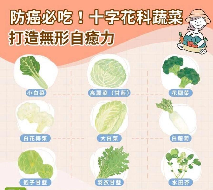 黄心玫瑰白菜是否十字花科蔬菜?