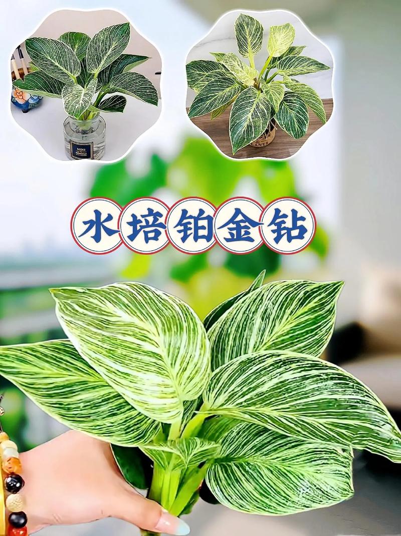 如何进行盆栽观叶植物的栽培和管理