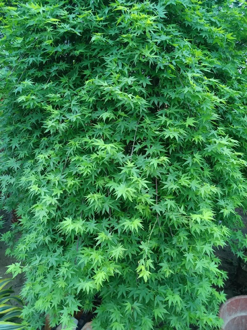 庭院中适宜种植哪些花卉