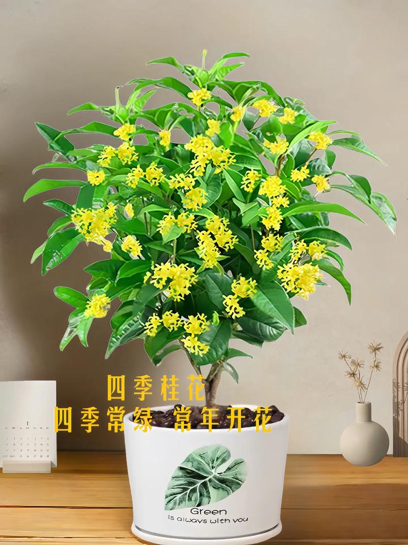 适合庭院种植的花卉有哪些?