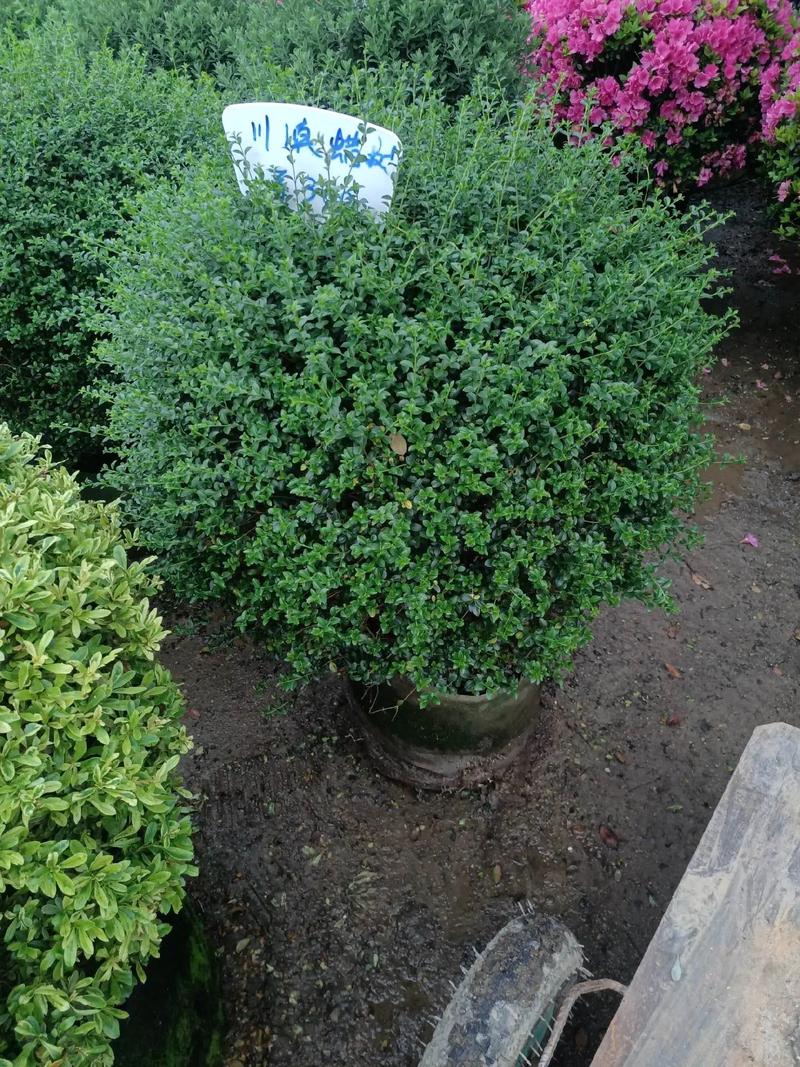 庭院宜种植哪些花