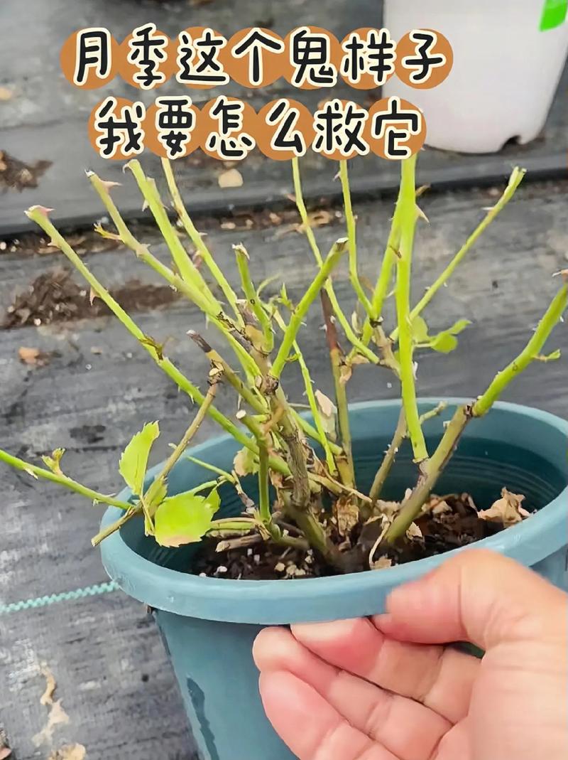 花施肥多了叶子黄了怎么办