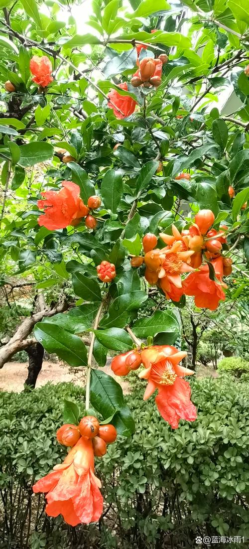 石榴花叶子发黄是为什么