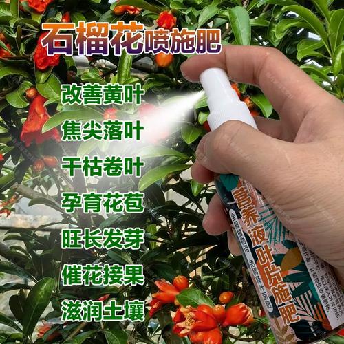 盆栽石榴叶子发黄掉落怎么办?