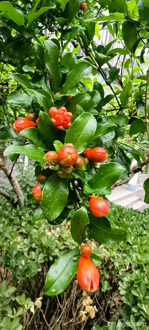 石榴花叶子发黄掉叶怎么办