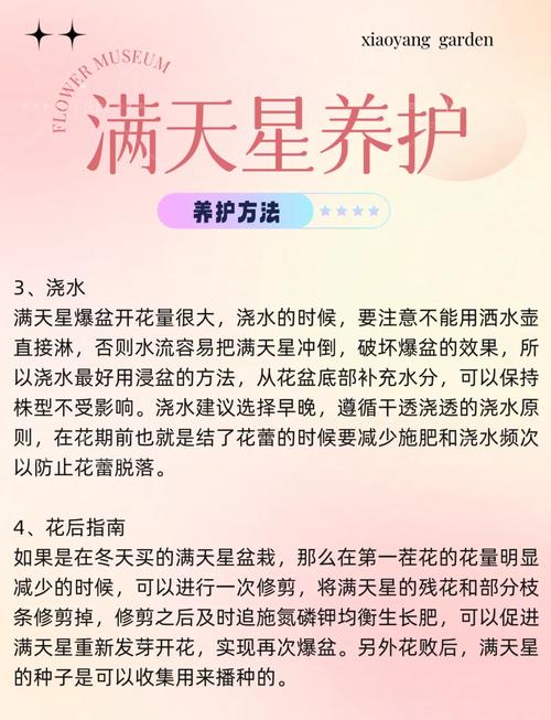 满天星什么时候播种比较好