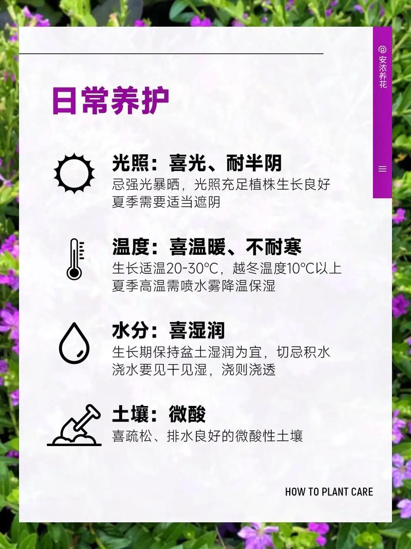 满天星怎么养?满天星怎么种植