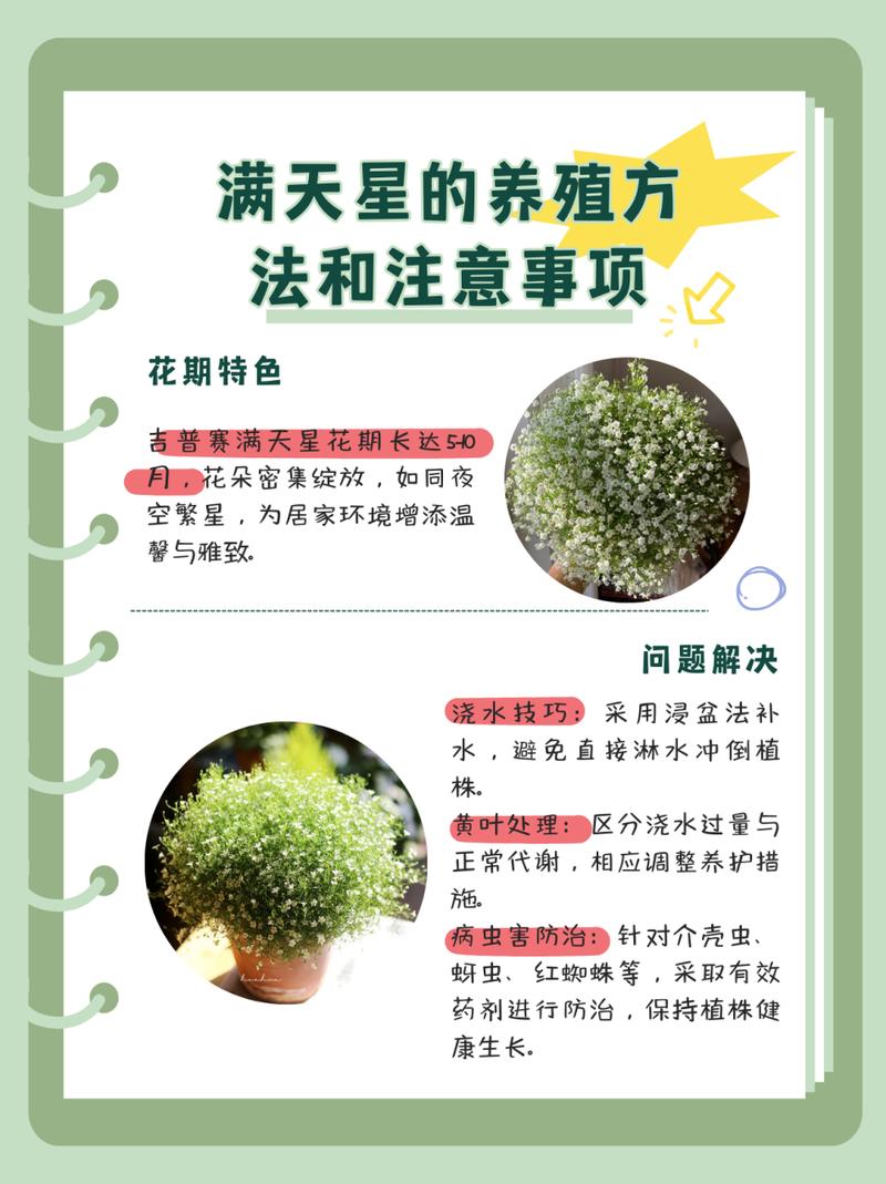 满天星种植方法和时间