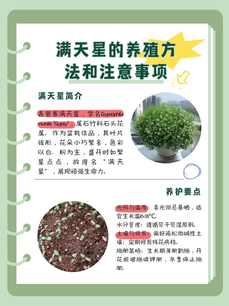 满天星种子种植方法和时间