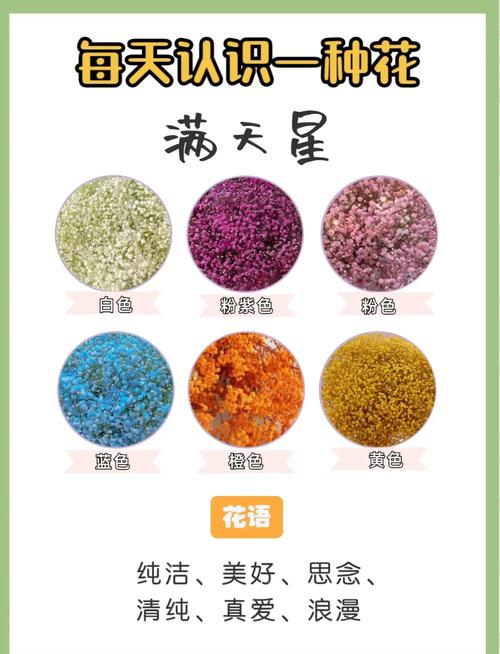 满天星什么时候种