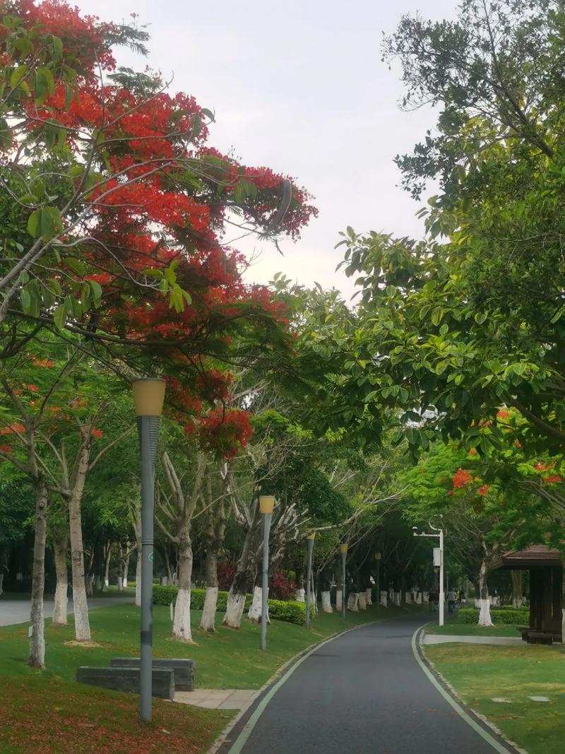 吉安适合养什么花,市花和市树是什么