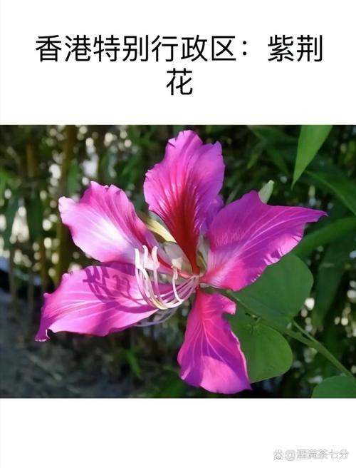 中国各城市的市花是什么花?