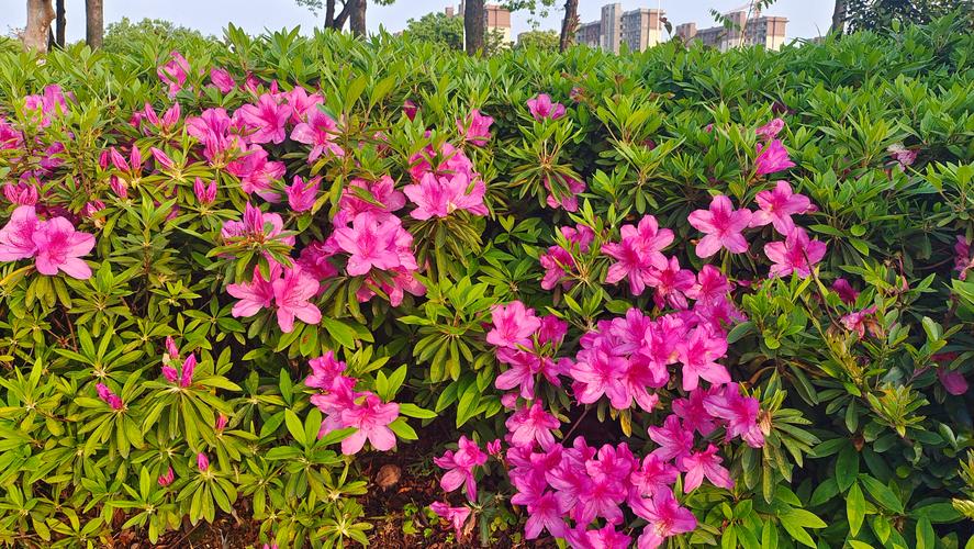 吉安适合种什么花城市花木有哪些?