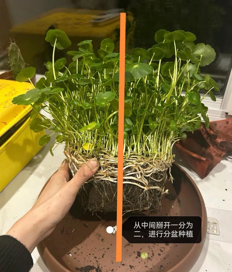 铜钱草叶子发黄是什么原因,铜钱草边缘发黄怎么办