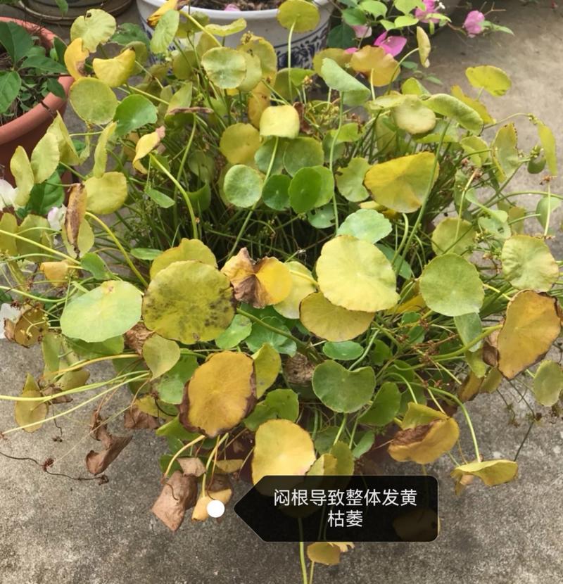 铜钱草叶子发黄怎么原因