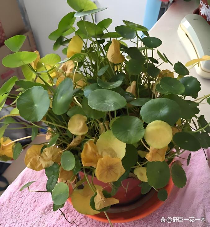 铜钱草叶子发黄什么原因?