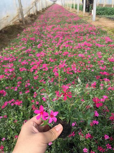 福禄考花的病害及管理