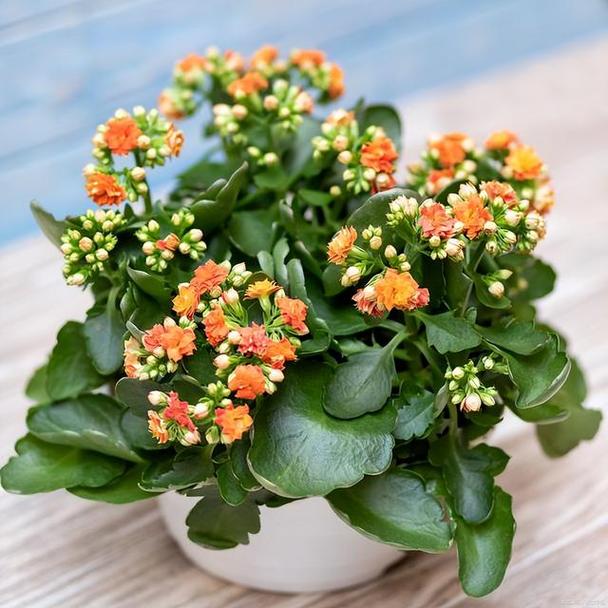 卧室适合养什么花和植物好