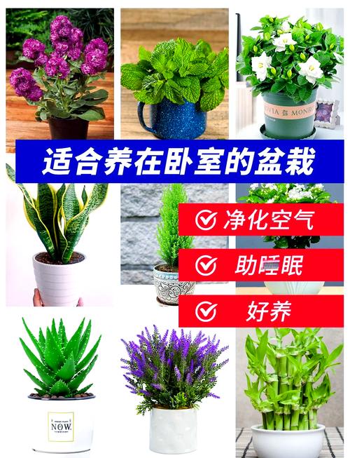 绿箩可以放卧室吗晚上睡觉对人害吗
