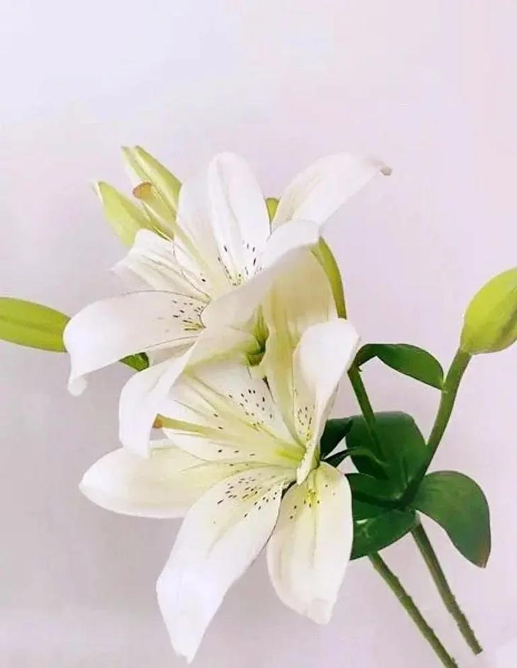 鲜花代表的含义
