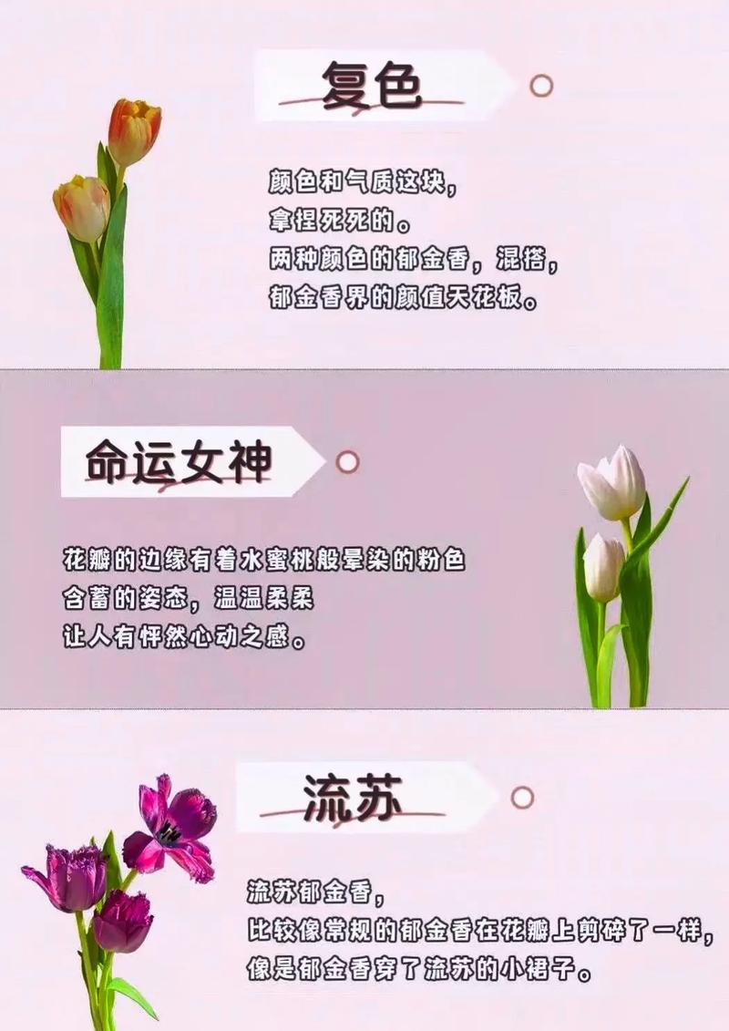 各种花的象征意义是什么