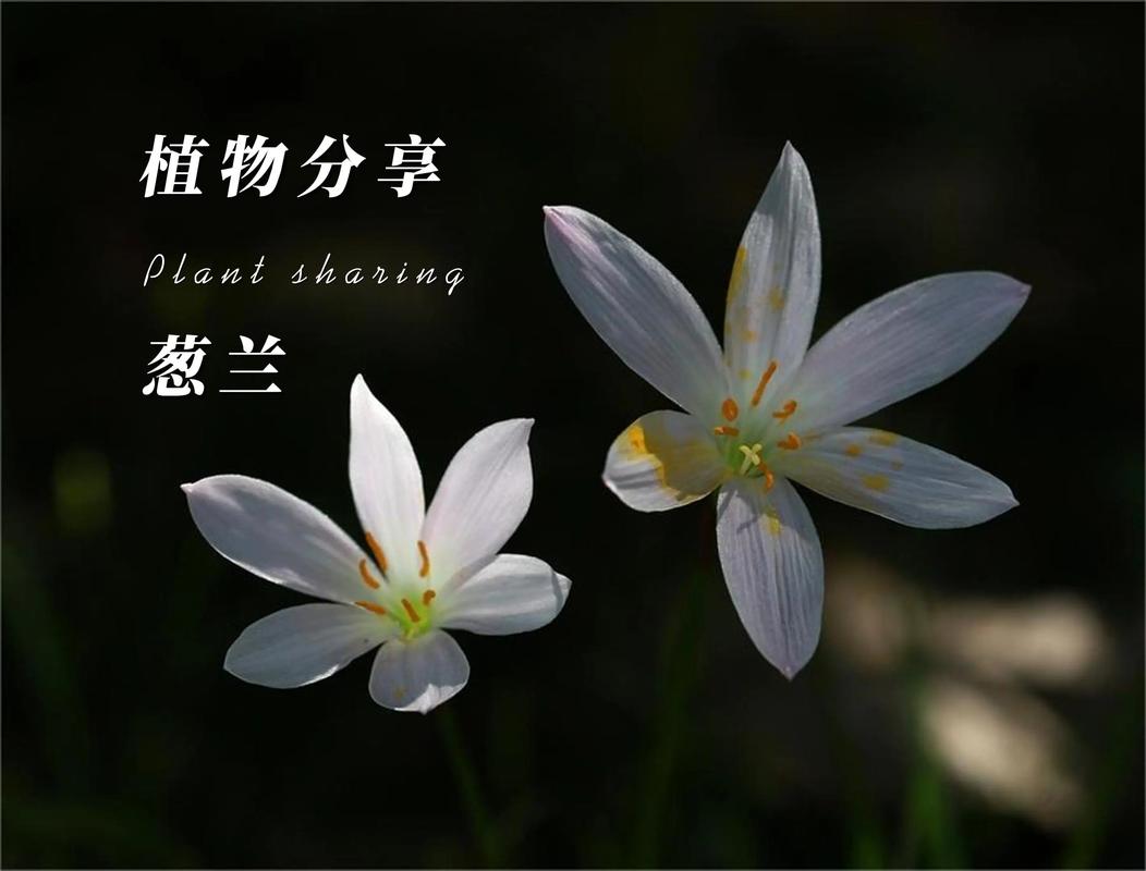 葱兰花的养殖方法