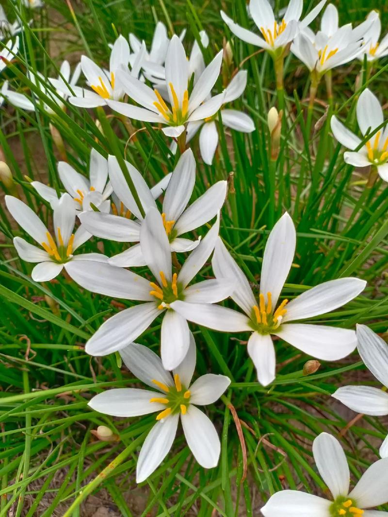 葱兰一年开几次花