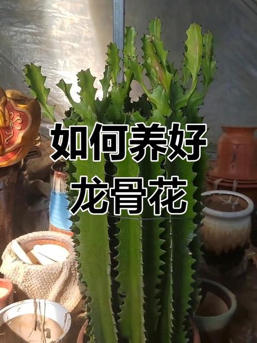 龙骨花烂根的处理办法