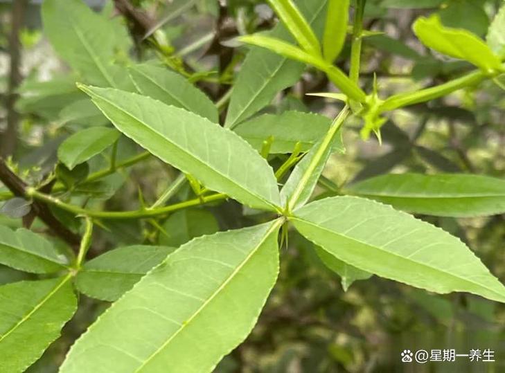 被称为竹叶花椒是哪种椒