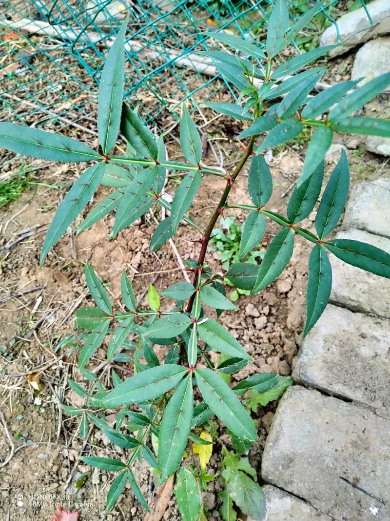 竹叶花椒的介绍