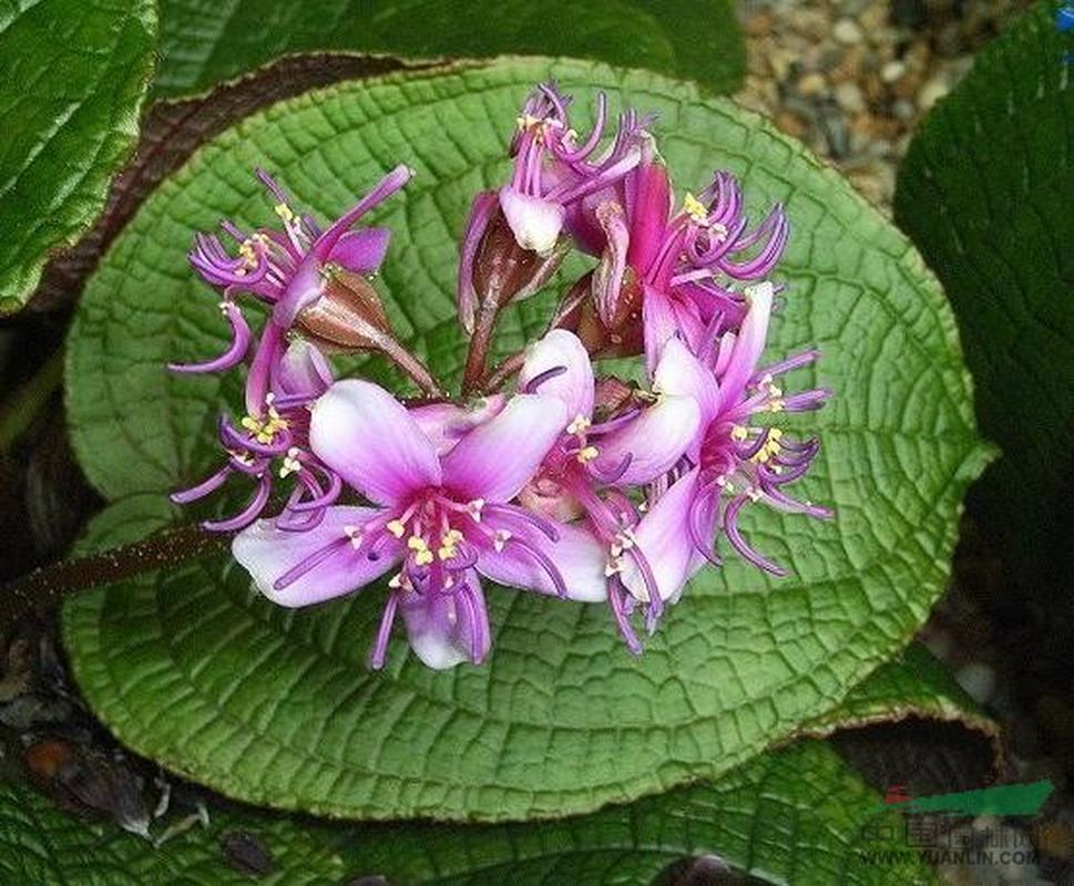 虎颜花形态特征