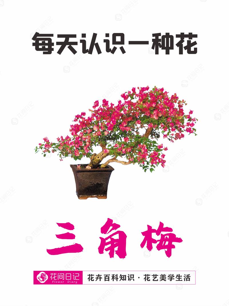 家里养花有什么风水讲究