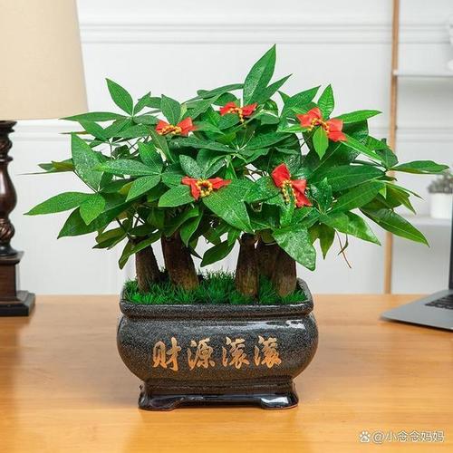 家中养花风水讲究与禁忌