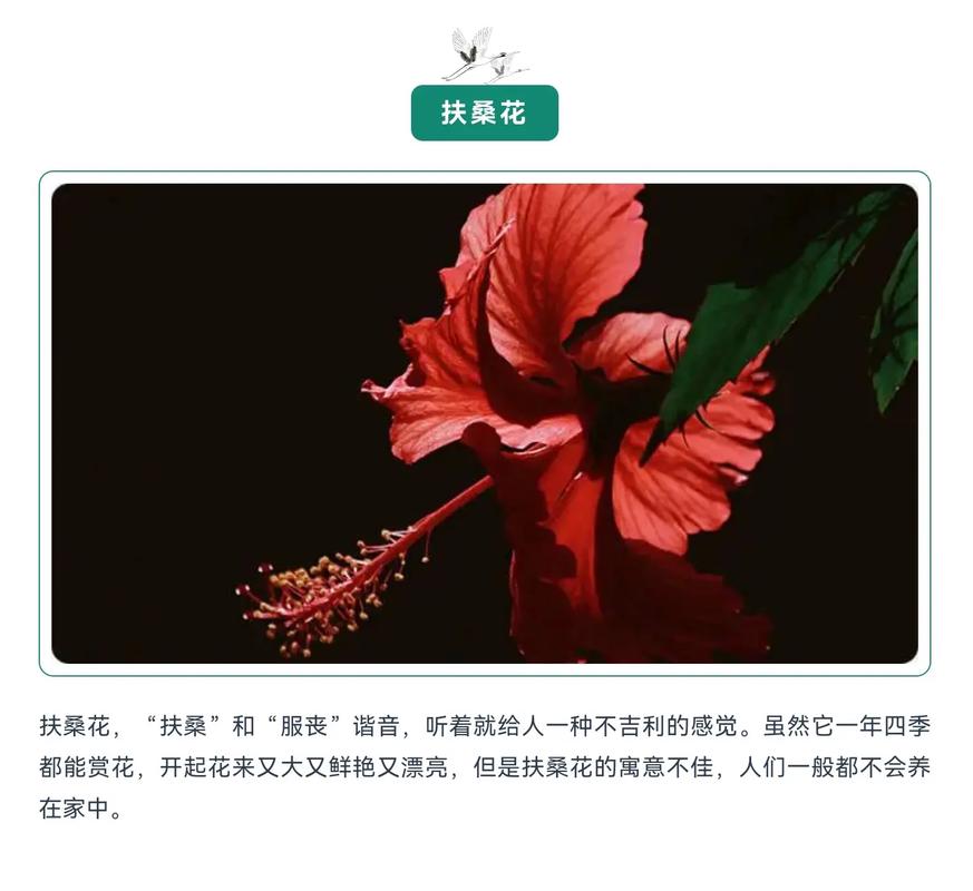 家里养花不能乱放,摆放花的位置有哪些禁忌呢?