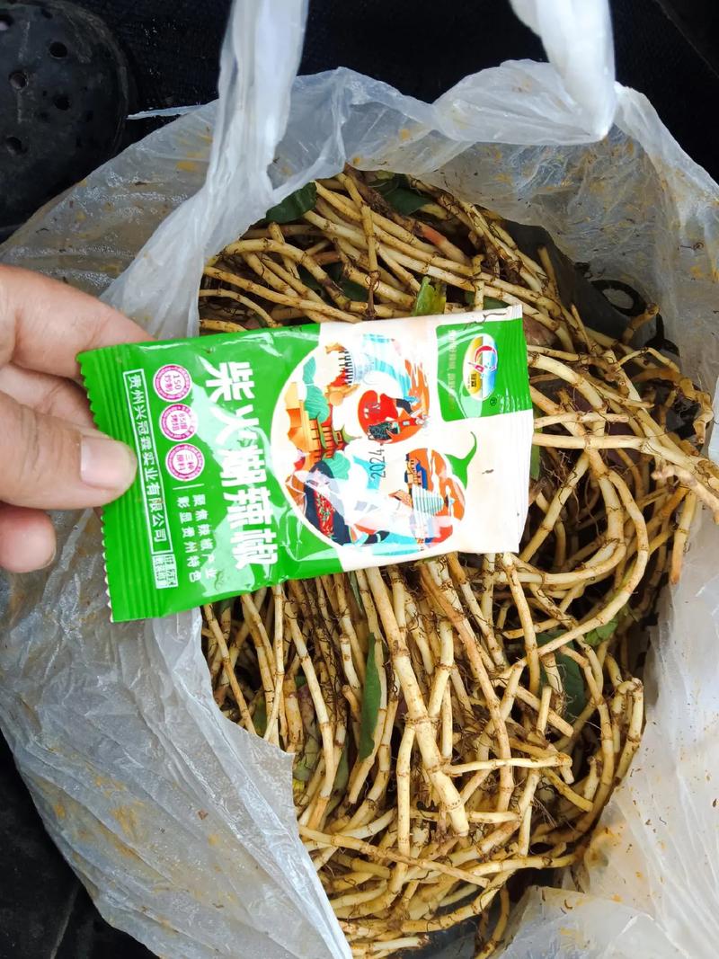 鱼腥草跟折耳根一样吗,鱼腥草可以吃吗