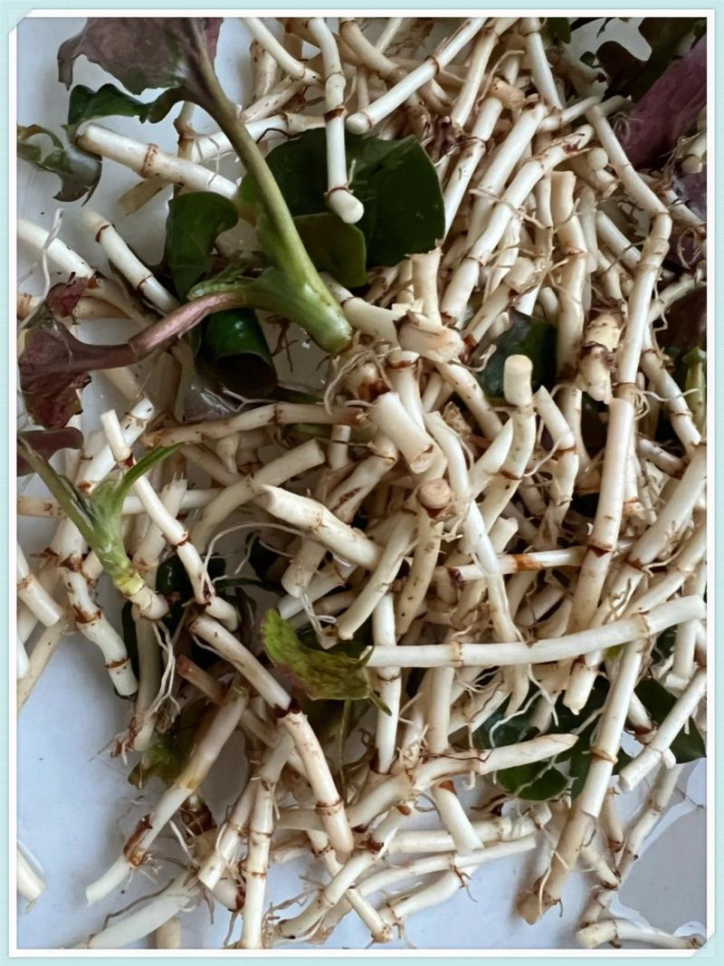 折耳根和鱼腥草是一种东西吗
