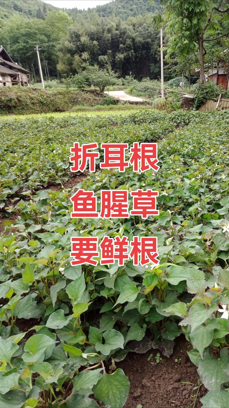 鱼腥草和折耳根是一种植物吗