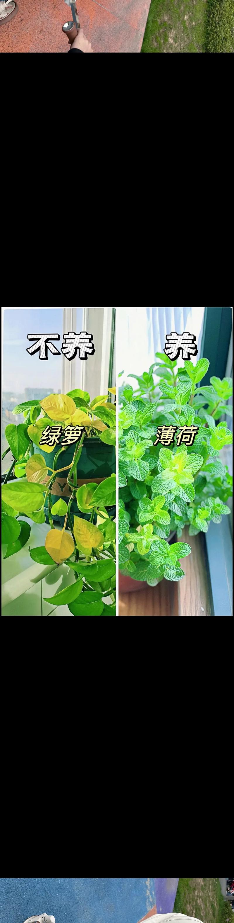 客厅放金钱树好吗客厅放金钱树好不好