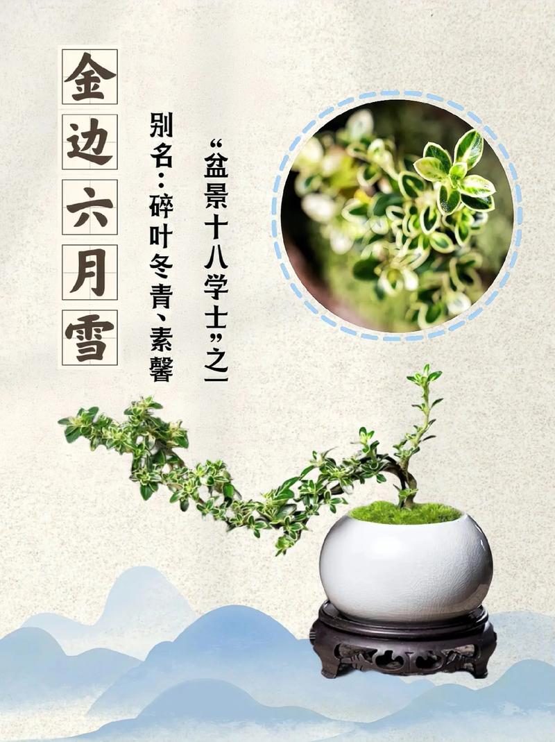 六月雪的功效与作用