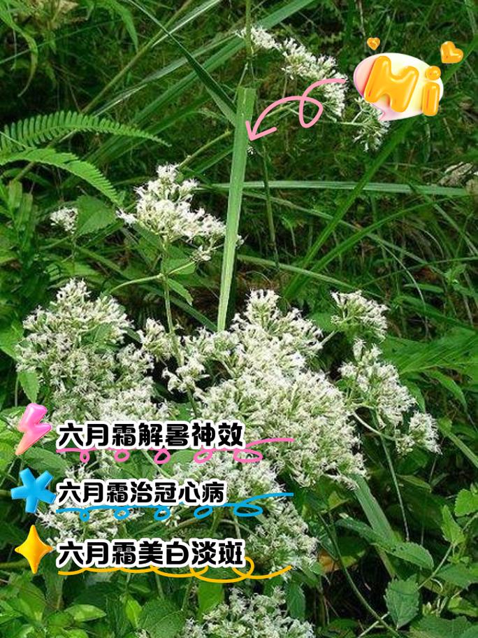 中药六月雪的功效是什么.