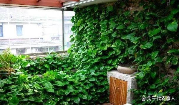 绿萝浇什么水长得茂盛