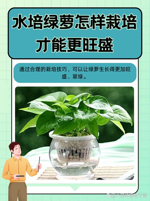 绿萝浇什么水长得快