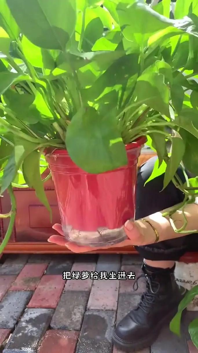 绿萝浇这三种水疯长