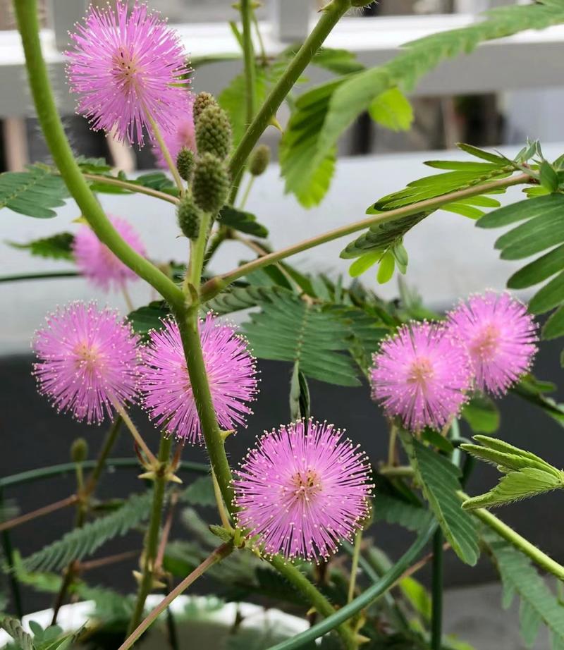 6种漂亮花,都含有“毒性”,家里别乱养,你知道吗?